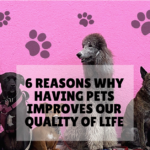 6 Reasons Why Having Pets Improves Our Quality of Life