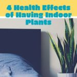 4 Health Effects of Having Indoor Plants